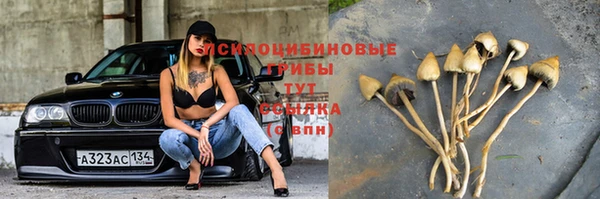 шишки Майский